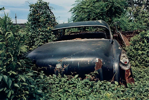 Untitled (Back of Black Car in Green Vines)