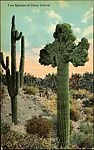 [124 Postcards of Landscapes Collected by Walker Evans]