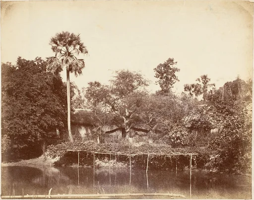 View in the Jungle, Bengal