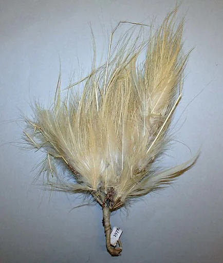 Aigrette