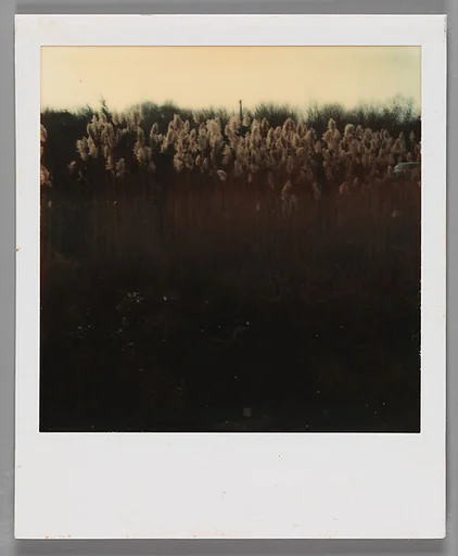 [Bullrushes]