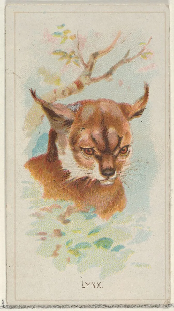 Lynx, from the Wild Animals of the World series (N25) for Allen & Ginter Cigarettes — Allen & Ginter|George S. Harris & Sons