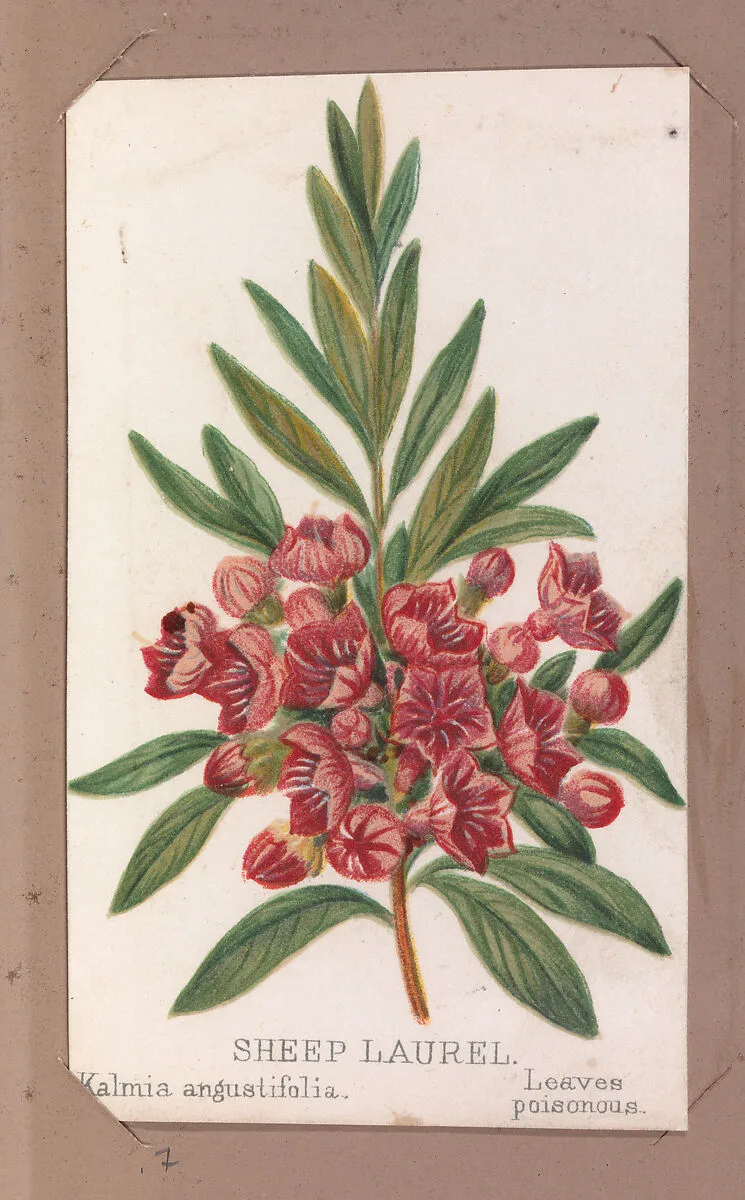 Sheep Laurel from the Plants series — Louis Prang & Co.