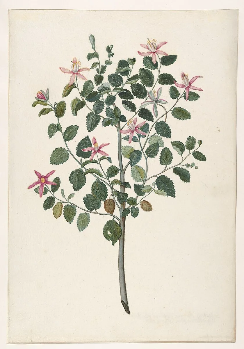Study of a Plant with Red-Purple Flowers (Sebastiana africana purpurea) — Maria Moninckx