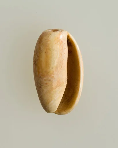 Shell pendant or bead