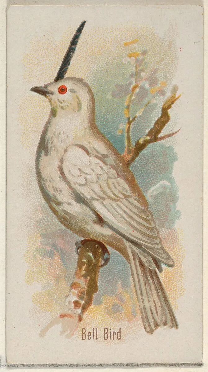 Bell Bird, from the Song Birds of the World series (N23) for Allen & Ginter Cigarettes — Allen & Ginter|George S. Harris & Sons