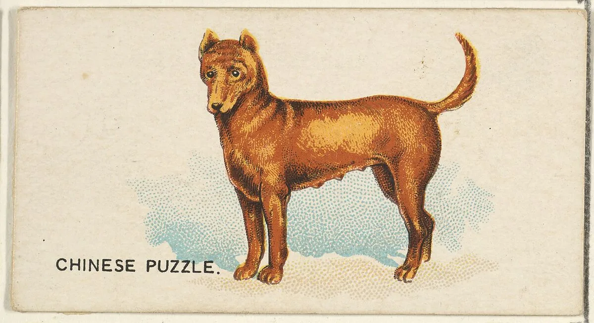 Chinese Puzzle, from the Dogs of the World series for Old Judge Cigarettes — Goodwin & Company