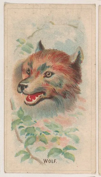 Wolf, collector card from the Animal Pictures series (D8), issued by the Weber Baking Company to promote Onist Milk and Pullman Bread — Weber Baking Company