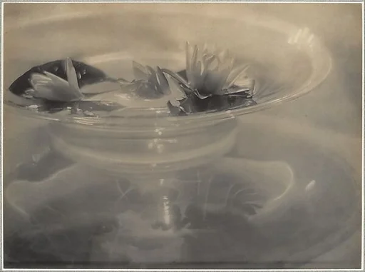 Water Lilies