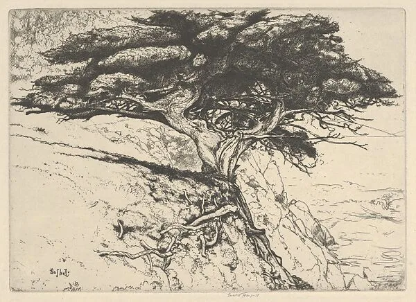Fan Tree — Ernest Haskell