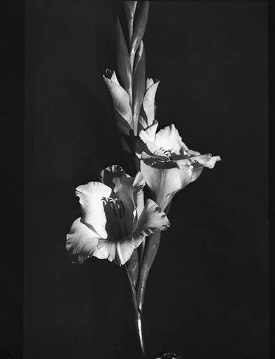 [Gladiola, Darien, Connecticut]