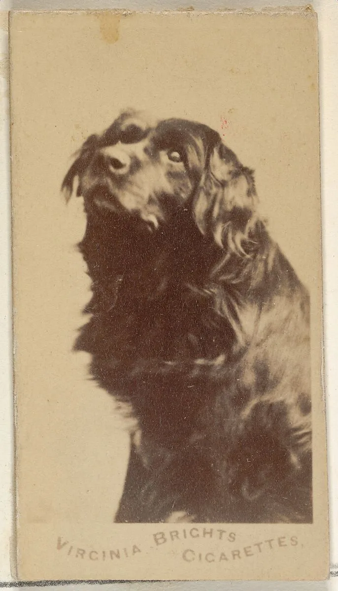 From the Dogs series (N47) for Virginia Brights Cigarettes — Allen & Ginter