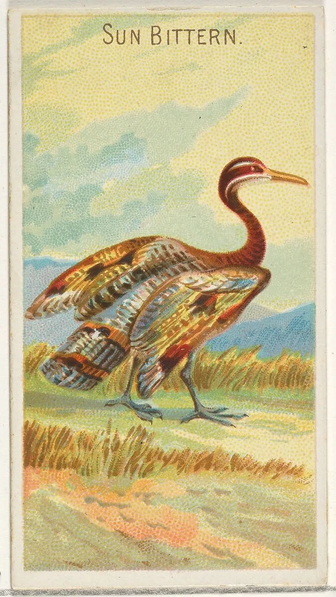 Sun Bittern, from the Birds of the Tropics series (N5) for Allen & Ginter Cigarettes Brands — Allen & Ginter|George S. Harris & Sons
