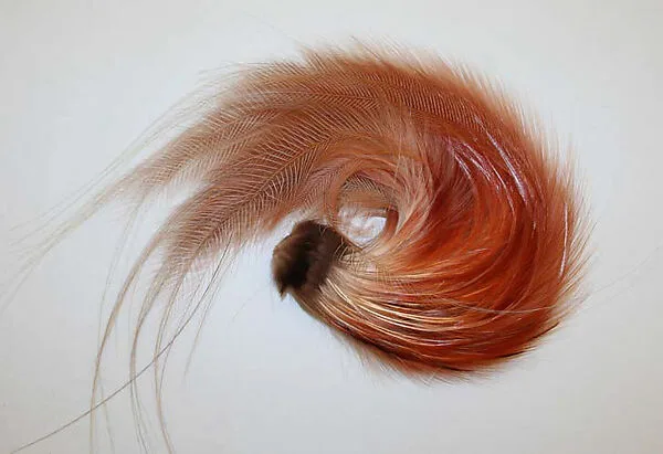 Aigrette — Unknown