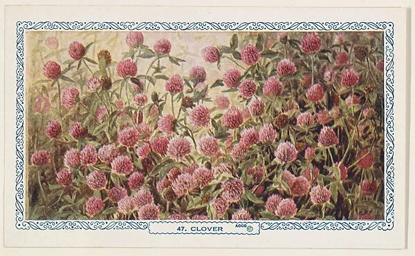 47. Clover, bakery insert card from the Flower Pictures series (D36), issued by the Freihofer Baking Company — Freihofer Baking Company