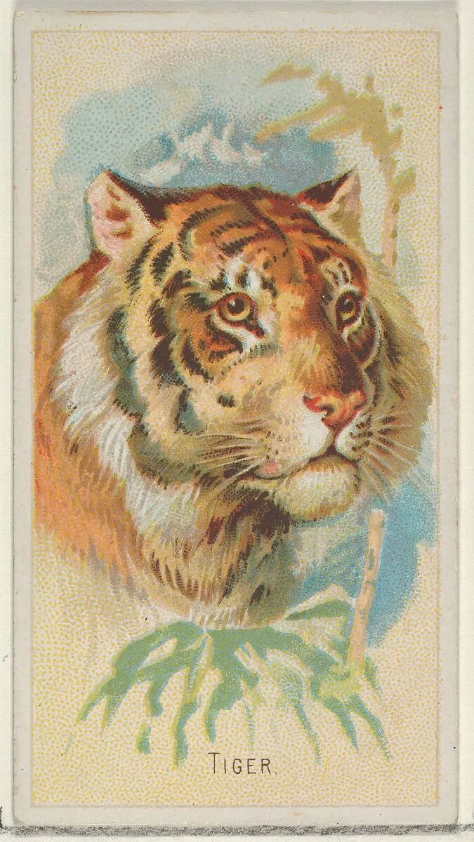 Tiger, from the Wild Animals of the World series (N25) for Allen & Ginter Cigarettes — Allen & Ginter|George S. Harris & Sons