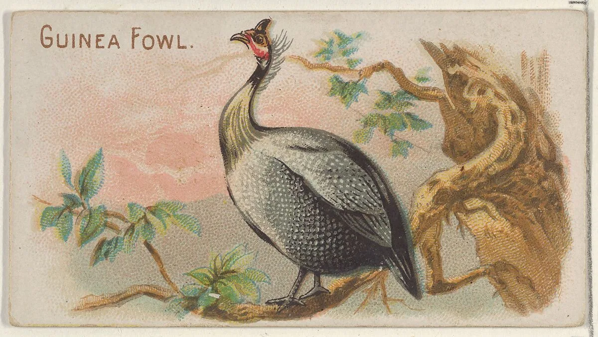 Guinea Fowl, from the Prize and Game Chickens series (N20) for Allen & Ginter Cigarettes — Allen & Ginter|The Gast Lithograph & Engraving Company