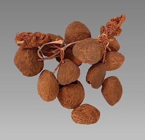 Nutshell Rattle — Unknown