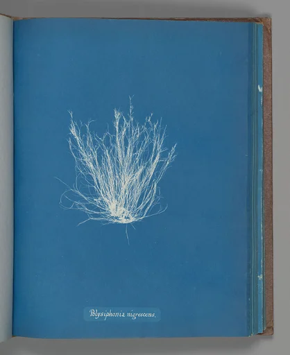 Polysiphonia nigrescens