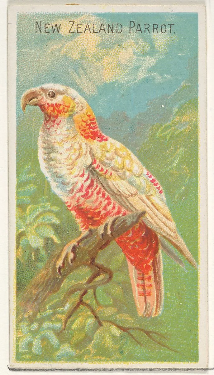 New Zealand Parrot, from the Birds of the Tropics series (N5) for Allen & Ginter Cigarettes Brands — Allen & Ginter|George S. Harris & Sons