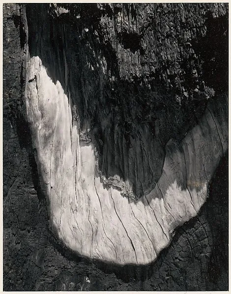 Detail, Sequoia Bark, Yosemite National Park, California — Ansel Easton Adams
