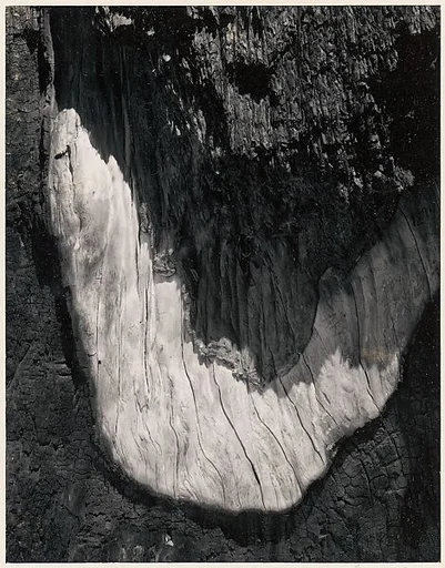 Detail, Sequoia Bark, Yosemite National Park, California