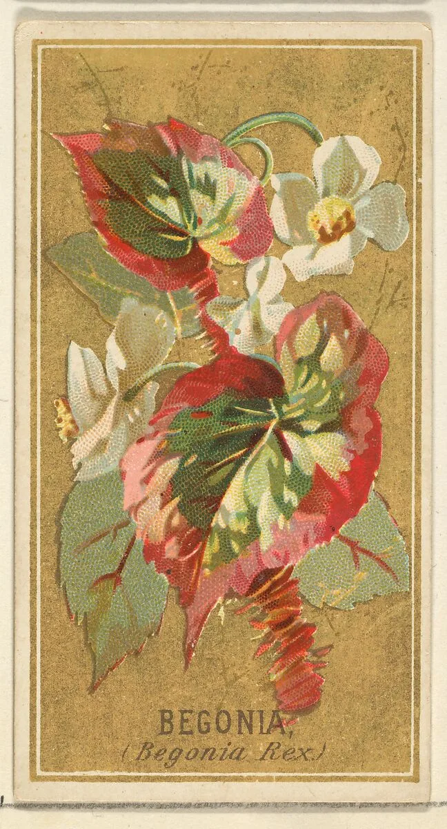 Begonia (Begonia Rex), from the Flowers series for Old Judge Cigarettes — Goodwin & Company|George S. Harris & Sons
