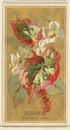 Begonia (Begonia Rex), from the Flowers series for Old Judge Cigarettes