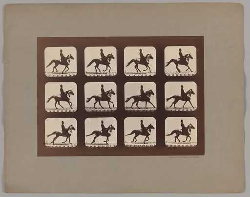 Attitudes of Animals in Motion