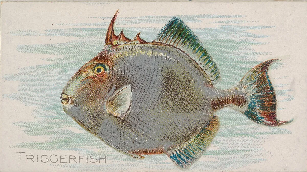 Triggerfish, from the Fish from American Waters series (N8) for Allen & Ginter Cigarettes Brands — Allen & Ginter|Lindner, Eddy & Claus