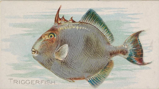 Triggerfish, from the Fish from American Waters series (N8) for Allen & Ginter Cigarettes Brands