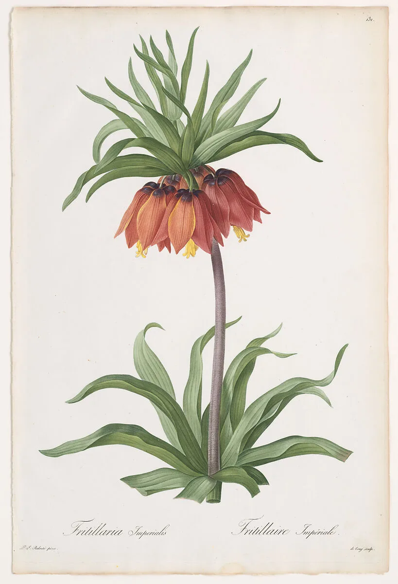 Crown Imperial (Fritillaria imperialis), from Les Liliacées — Pierre Joseph Redouté