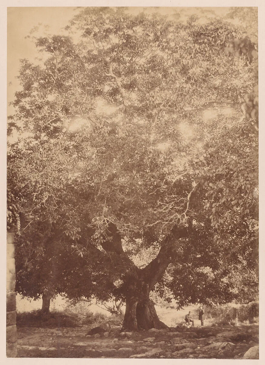 The Walnut Tree of Emperor Charles V, Yuste — Charles Clifford