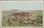 Herding Cattle in the West — Unknown