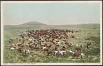 Herding Cattle in the West