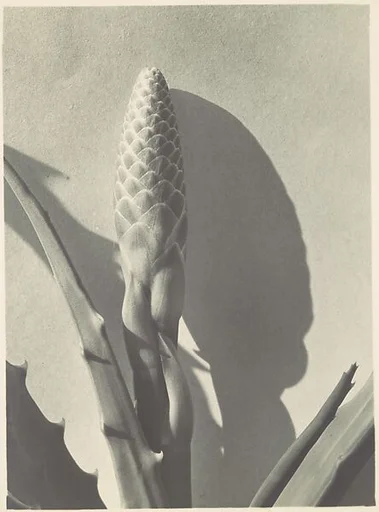 Aloe