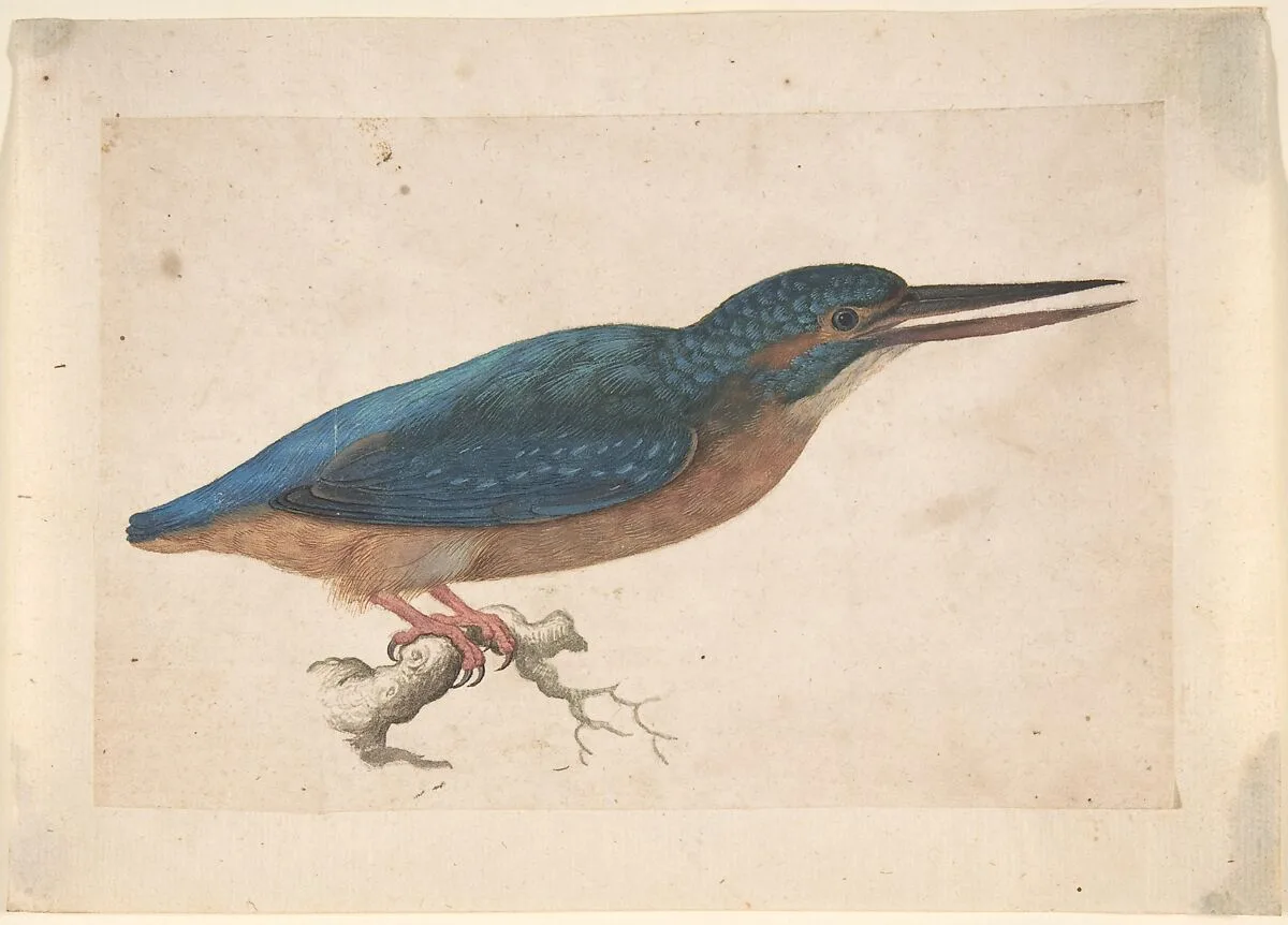 A Kingfisher on a Branch — Jacques Le Moyne de Morgues