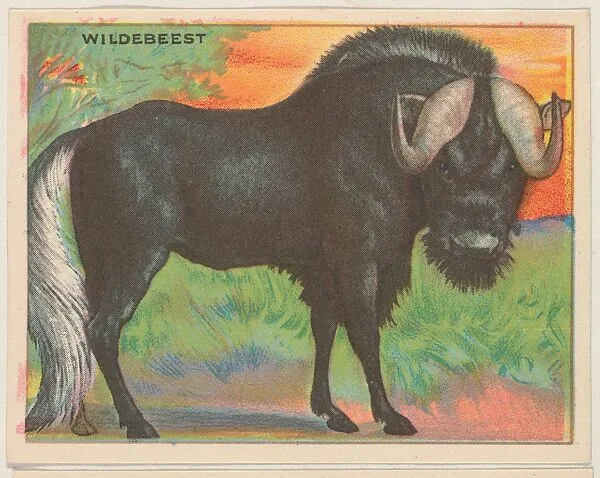 Wildebeest, collector card from the Animals series (D9), issued by the Weber Baking Company to promote Onist Milk and Pullman Bread — Weber Baking Company