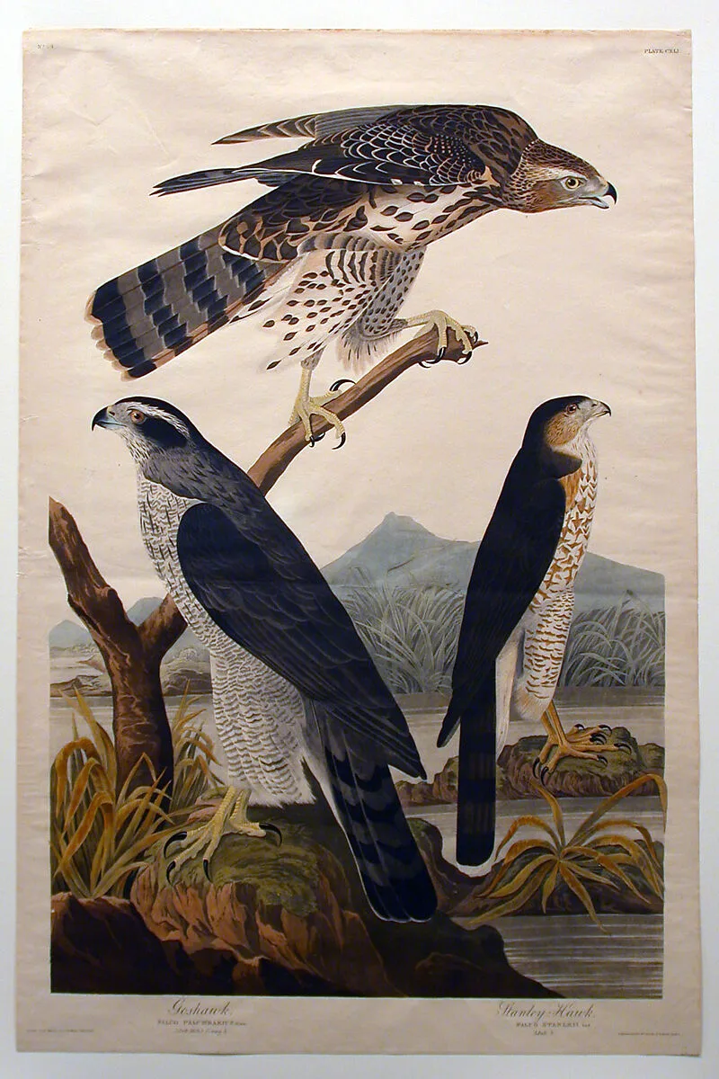 Goshawk, Stanley Hawk (No. 29) — John James Audubon