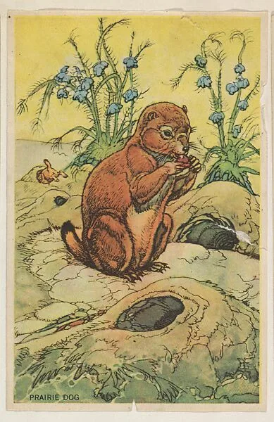 Prairie Dog, collector card from the Animal's Pictures series (D12), issued by Roulstons Bread — Roulstons Bread