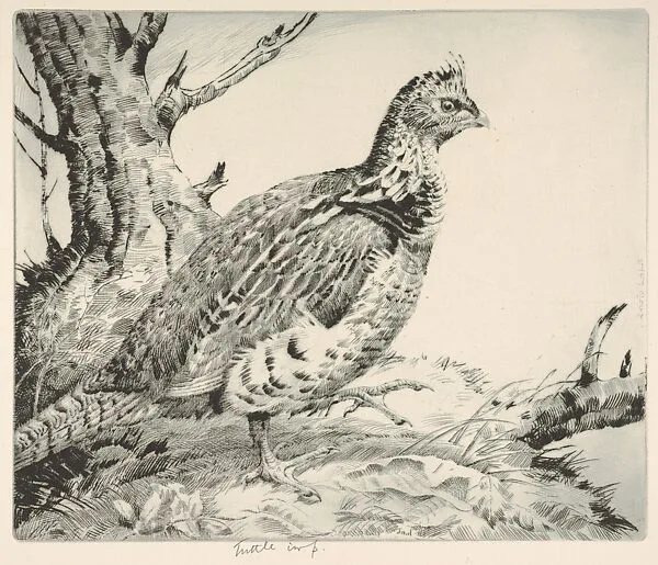 Ruffled Grouse — Henry Emerson Tuttle