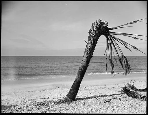 [Palm Tree on Beach, Florida]