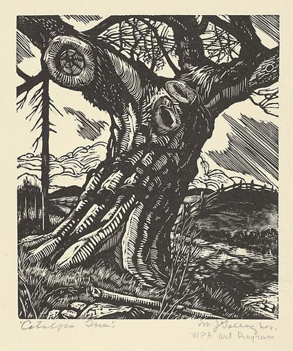 Catalpa Tree