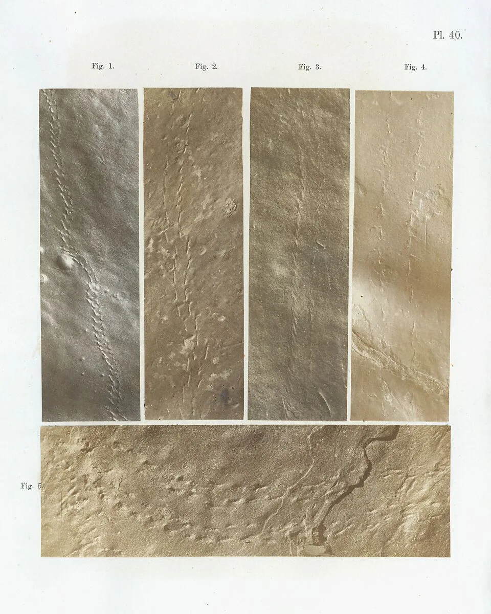 Ichnographs from the Sandstone of Connecticut River — James Deane
