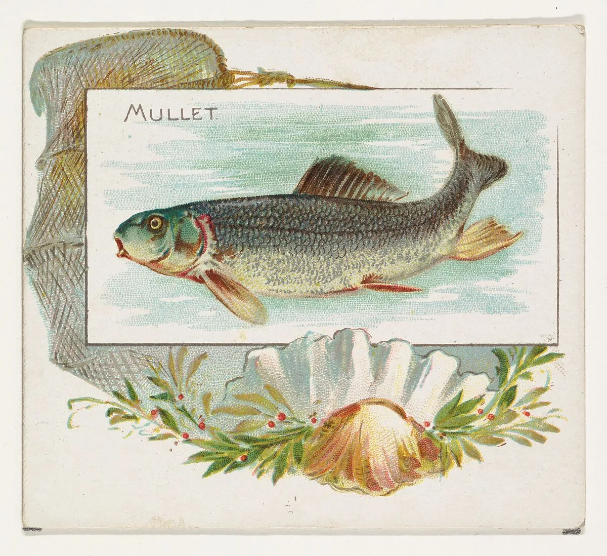 Mullet, from Fish from American Waters series (N39) for Allen & Ginter Cigarettes — Allen & Ginter|Lindner, Eddy & Claus