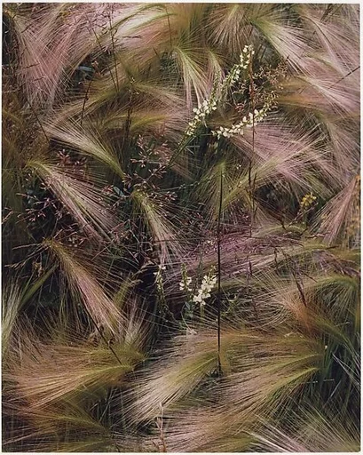 Foxtail Grass, Colorado