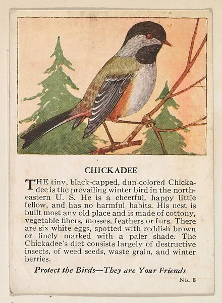 Chickadee, No. 8, collector card from the Bird Cards series (D16), issued by the Krug Baking Company — Krug Baking Company