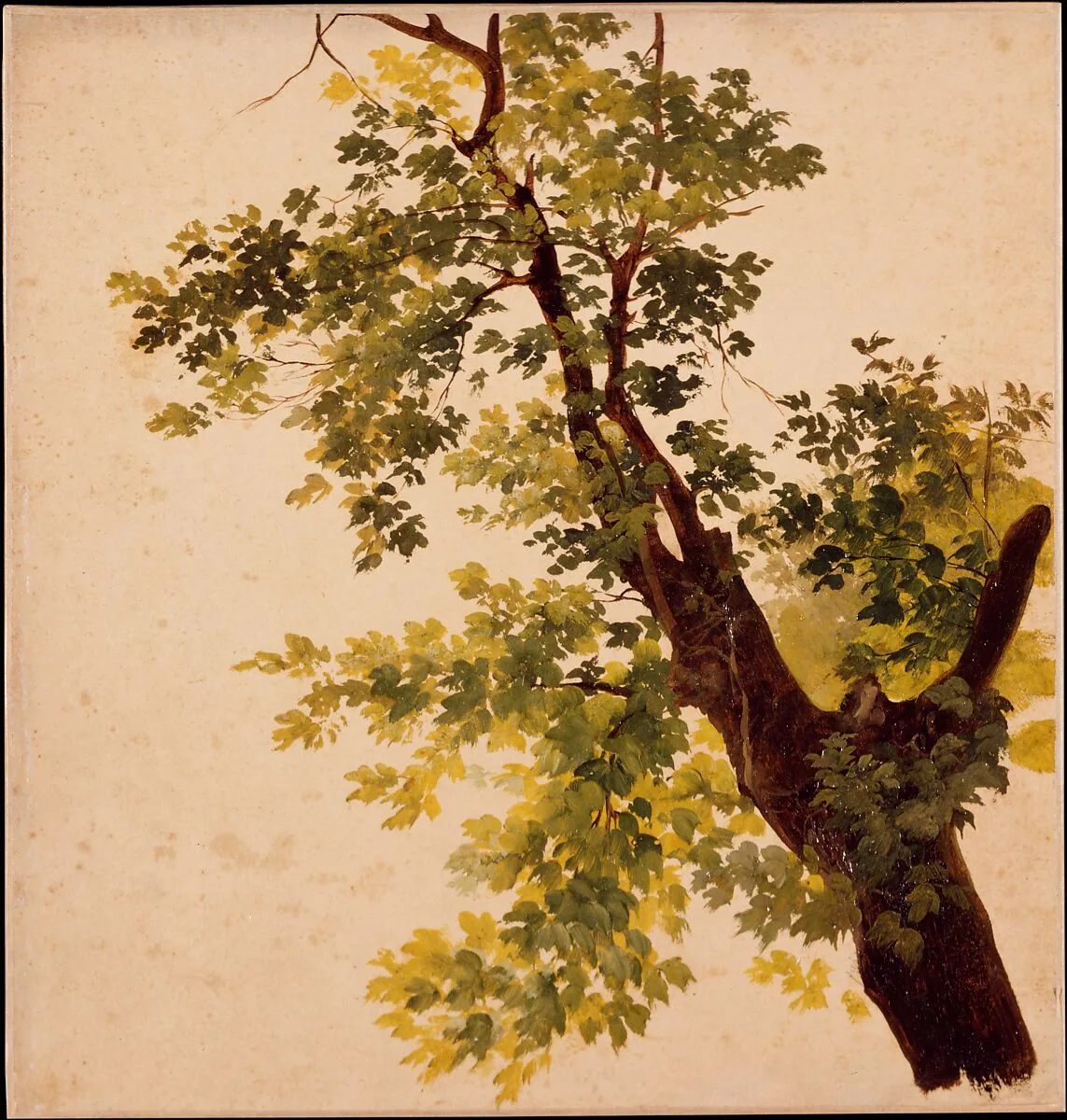 Study of a Tree Limb — Giovanni Battista Camuccini
