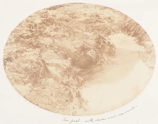 Sea Pool with Shells and Seaweeds