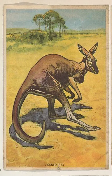 Kangaroo, collector card from the Animal's Pictures series (D12), issued by Roulstons Bread — Roulstons Bread